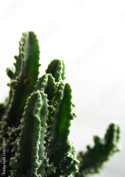 Obraz Cactus
