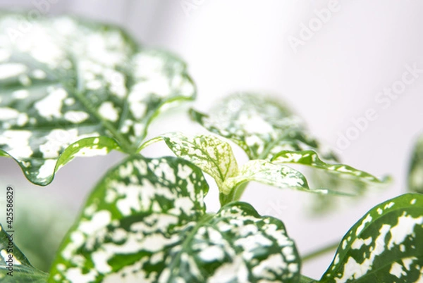 Obraz White Polka Dot Plant