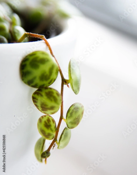 Obraz Tiny String of Turtles