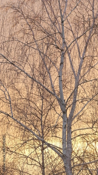Fototapeta Birch tree at sundown