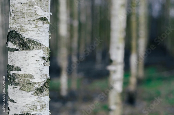 Obraz Birch moody forest.