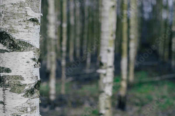 Obraz Birch moody forest.