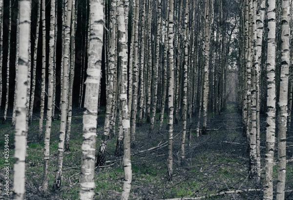 Fototapeta Birch moody forest.