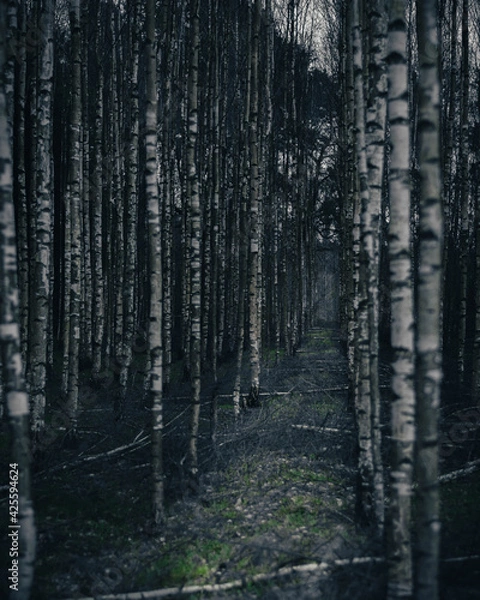 Obraz Birch moody forest.