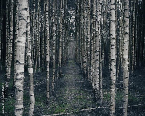 Obraz Birch moody forest.