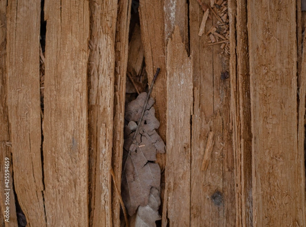 Obraz Forest wood bark cortex