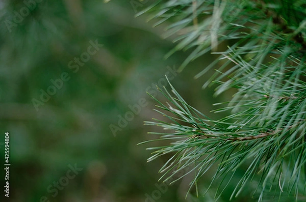 Fototapeta Pine needles with green blurred background.