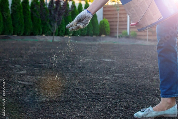 Obraz Small seeds come flying out of the hand sowing grass For The Perfect Lawn. Seeds get scattered as unrecognizable female gardener sows seeds in the cultivated land. Free copy space, landscape design