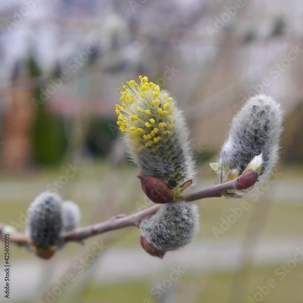 Fototapeta Macro photo blossoming willow. Nature spring photo