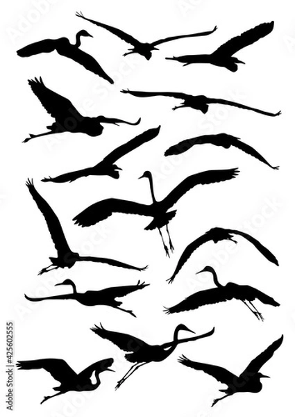 Obraz white herons shadow fly