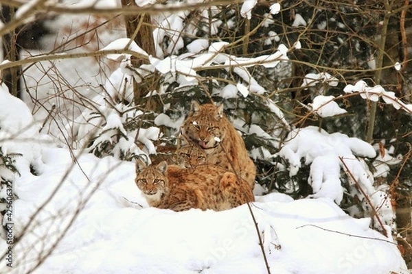 Obraz Luchs
 in the snow