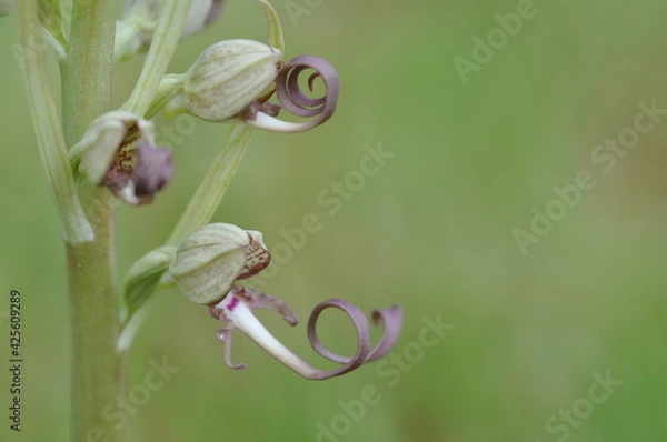 Obraz orchis bouc