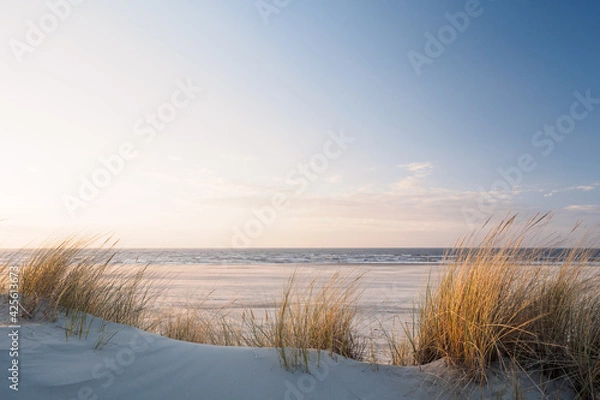 Fototapeta Golden dune grass at the beach