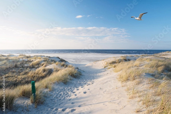 Fototapeta Beach, dunes, sea gull at the north sea