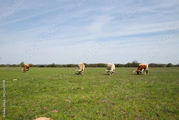 Fototapeta longhorn steers grazing in a field.