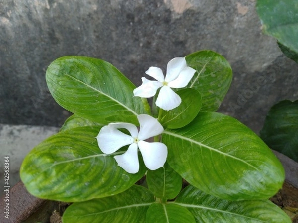 Fototapeta White Periwinkle Flower