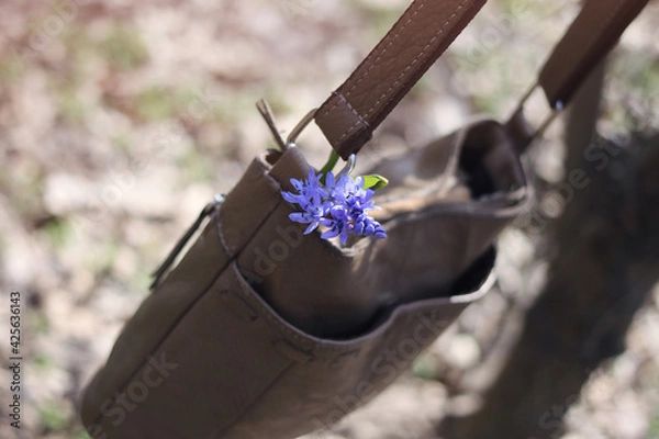 Fototapeta Spring flowers scilla in a woman's purse.