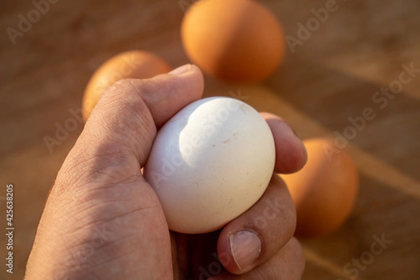 Obraz Woman's hands 'holding' an egg. Little desaturated in brown colour. Chicken egg in hand. Chicken white egg in hand