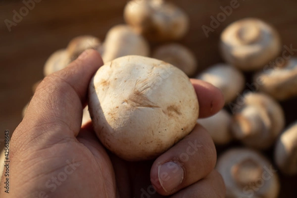 Obraz Fresh healthy brown mushrooms with very shallow depth of field. Mushrooms and champignons on the table. Mushrooms on the table top view. Mushrooms and champignons in your hand