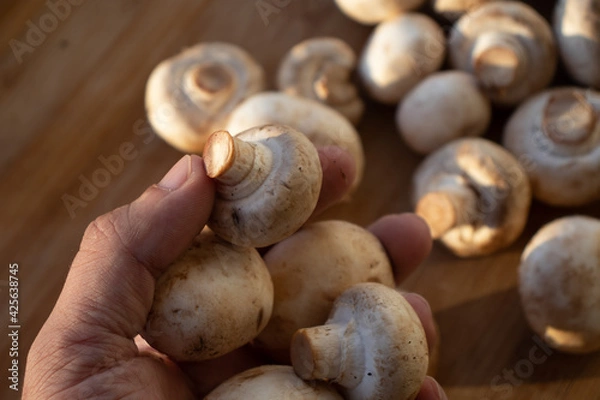Obraz Fresh healthy brown mushrooms with very shallow depth of field. Mushrooms and champignons on the table. Mushrooms on the table top view. Mushrooms and champignons in your hand