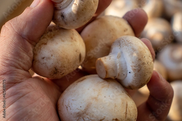 Obraz Fresh healthy brown mushrooms with very shallow depth of field. Mushrooms and champignons on the table. Mushrooms on the table top view. Mushrooms and champignons in your hand