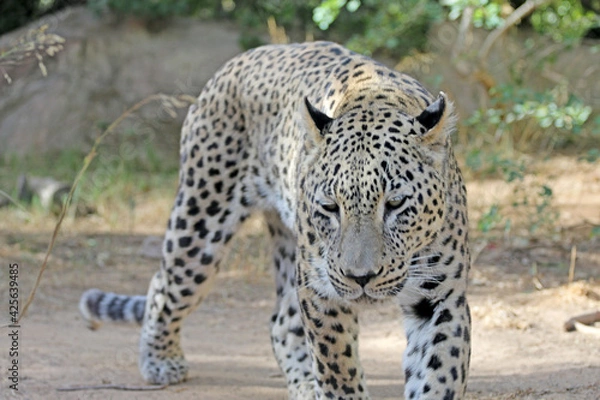 Obraz Leopard walks in search of food, a terrible leopard