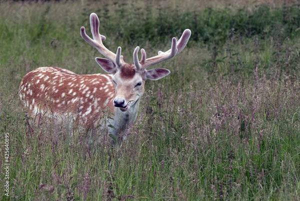 Fototapeta A fallow deer stag in velvet from the herd at the National Trust herd at the National Trust property Dyrham Park.