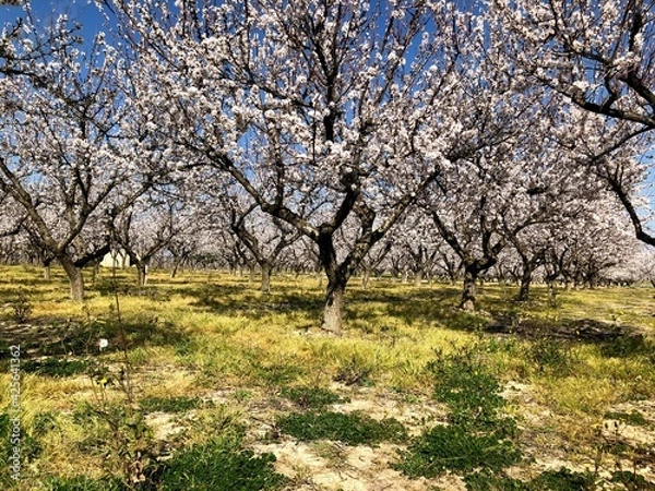 Obraz Almonds trees in full bloom in Puglia