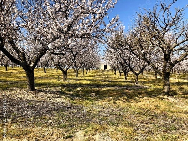 Obraz Almonds trees in full bloom in Puglia