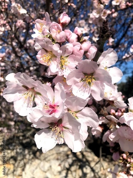 Obraz Almonds trees in full bloom in Puglia