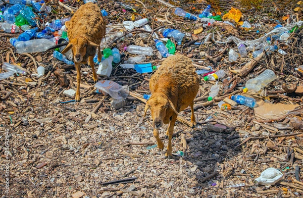 Fototapeta Two sheep on a pile of garbage floating by the sea on Wasini island, Kenya. It is a typical image for Africa.