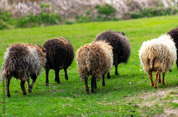 Fototapeta Flock of Ouessant sheeps in meadow walking together.
