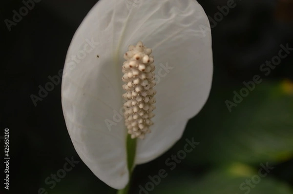 Obraz Cuna de moises 