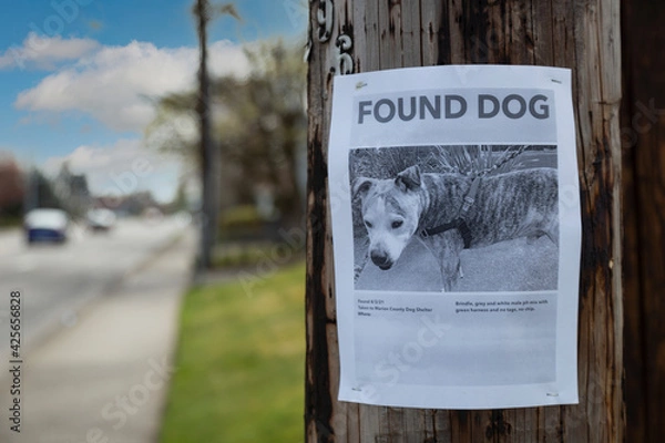 Fototapeta A poster tacked to a telephone pole for a dog found in the neighborhood
