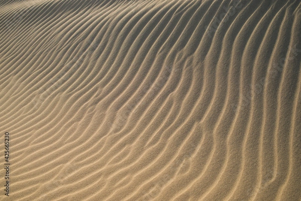 Obraz 鳥取砂丘の風紋