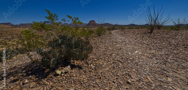Obraz Mountains and Cactus