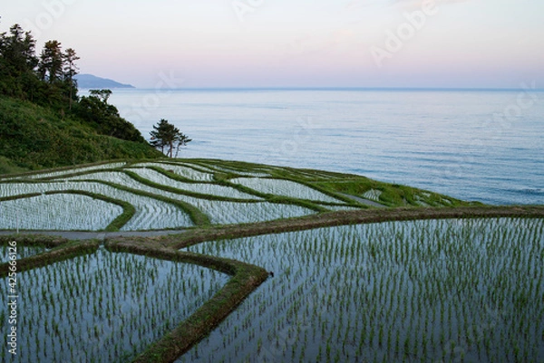 Fototapeta 白米千枚田と日本海