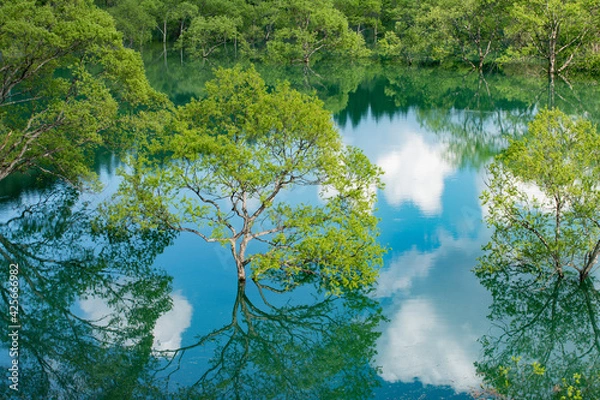 Obraz 白川湖の水没林と湖面に映る雲