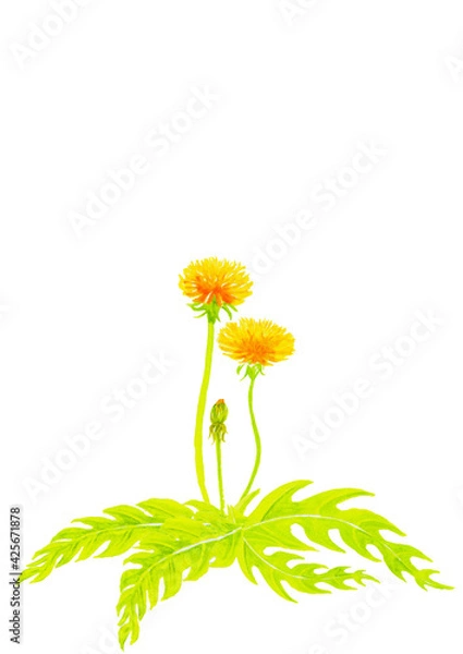 Fototapeta たんぽぽの水彩画アナログイラスト