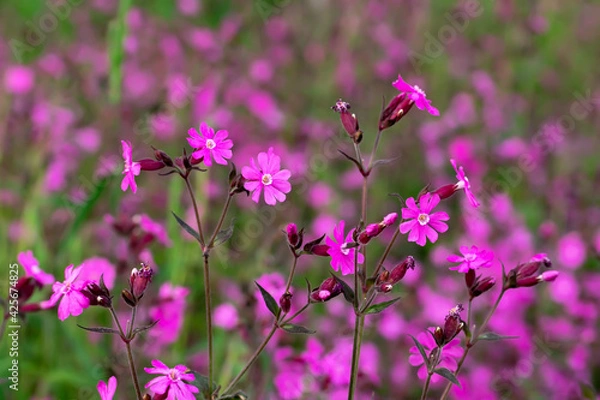 Fototapeta Flowers of a perennial plant Silene dioica known as Red campion or Red catchfly on a forest edge