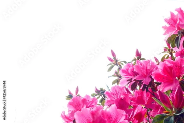 Fototapeta つつじの花