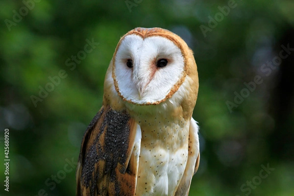 Obraz barn owl