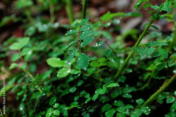 Fototapeta rain drops on a leaf