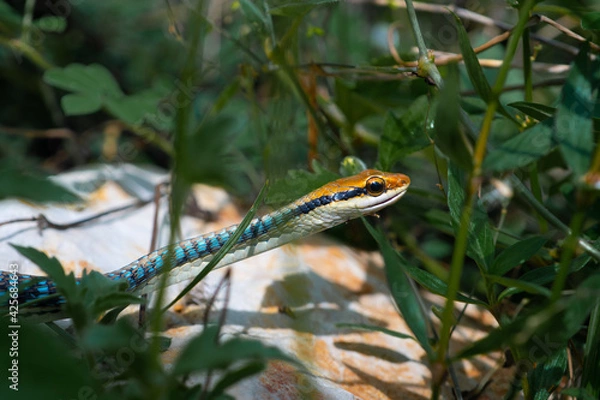 Fototapeta snake in the tree