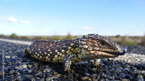 Fototapeta Australische Zapfenechse