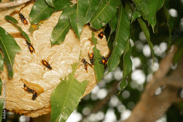 Fototapeta worker bees