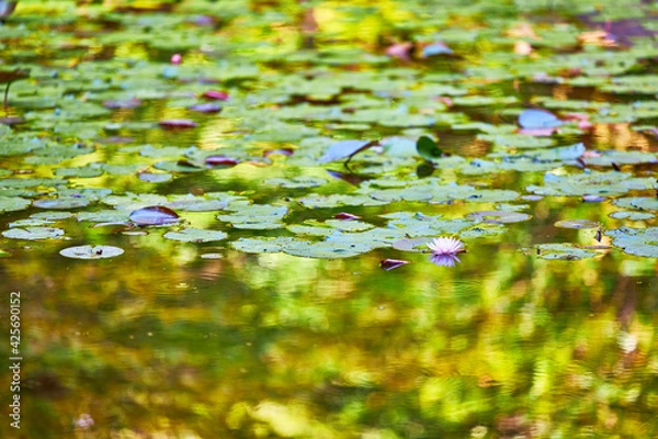 Fototapeta 池　睡蓮