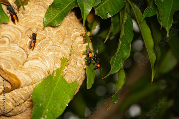 Fototapeta worker bees