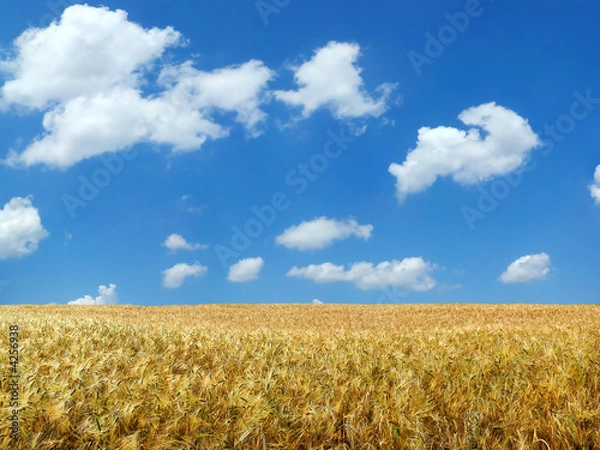 Obraz Beautiful summer wheat field XXL