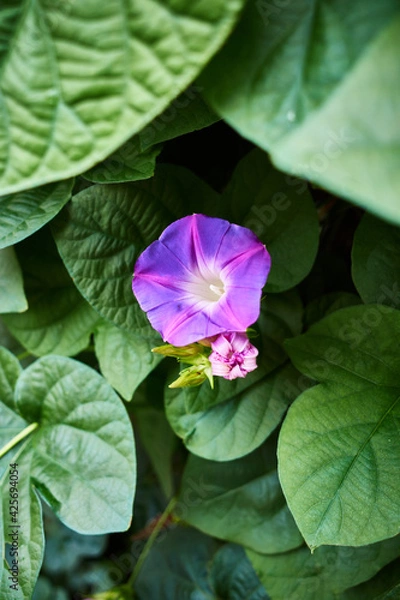 Fototapeta アサガオ